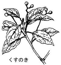 くすのき