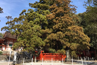 香椎宮1